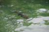 dsc_0378_small.jpg
